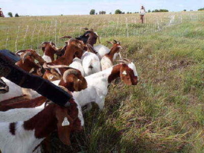 Unexpected Benefits of Owning a Goat-Rental Business Image